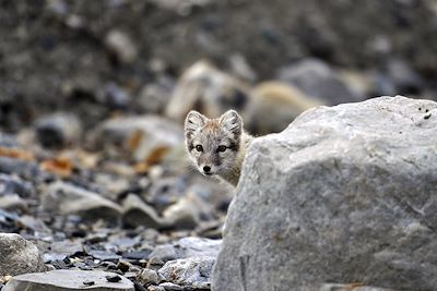 © Pierre Descotes - Spitzberg - Norvège Spitzberg - Norvège
