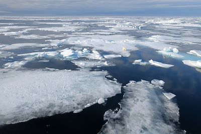 Ours polaire - Spitzberg - Norvège