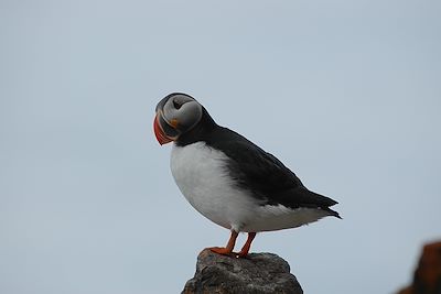 Macareux Moines  - Spitzberg - Norvège