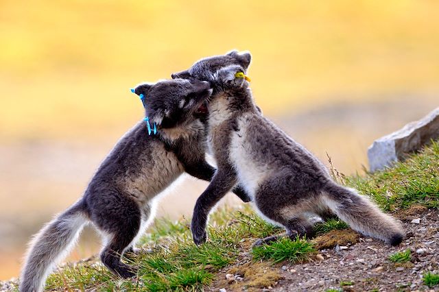 Voyage Grande exploration au Spitzberg