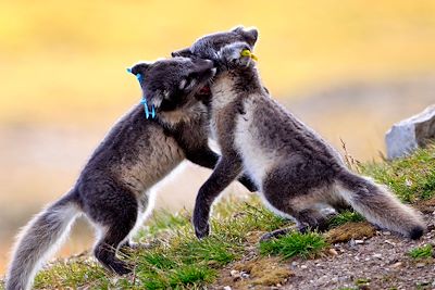 Renard polaire - Spitzberg - Norvège