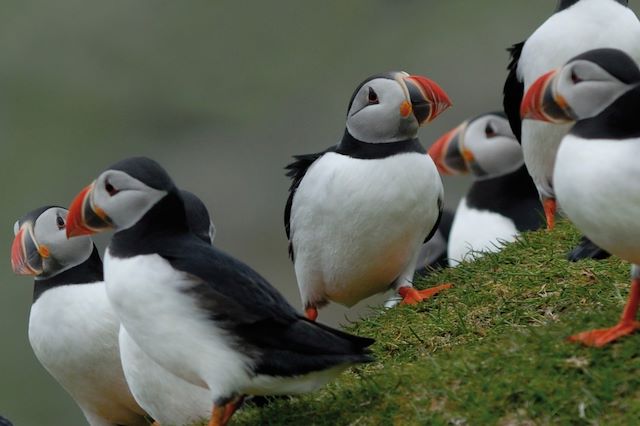 Voyage Grande traversée vers le Spitzberg