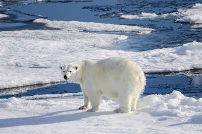 Ours polaire au large de Nordaustlandet sur la banquise dérivante - Spitzberg - Norvège