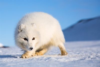 Renard polaire - Spitzberg - Norvège