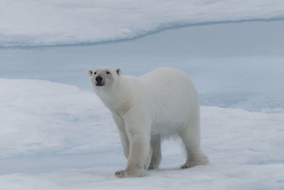 Spitzberg - Norvège