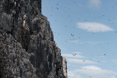 Falaises de Alkefjellet - Spitzberg - Norvège