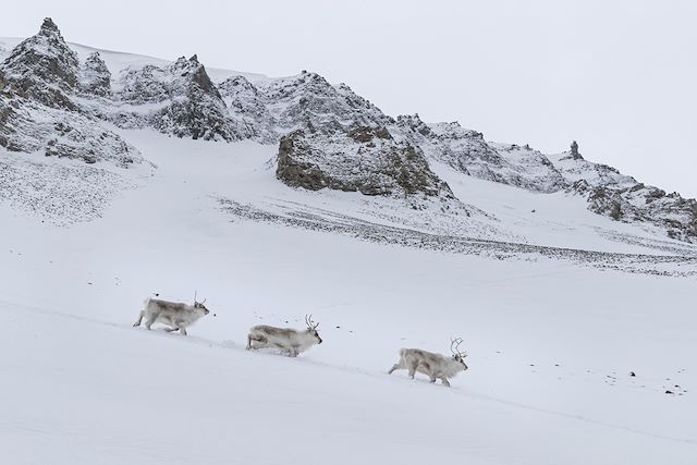 Ski de fond et ski nordique Spitzberg