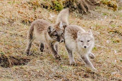 Renards Arctique - Spitzberg - Norvège