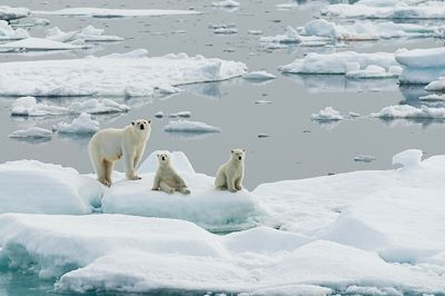Famille d'ours polaire au Spitzberg - Norvège