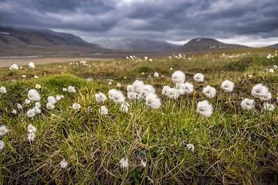 Linaigrette - Spitzberg - Archipel du Svalbard - Norvège