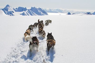 Traîneau à chiens - Spitzberg - Norvège