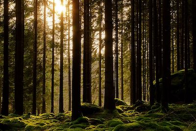 © Daniel Sjostrom / Flick - Forêt - Suède Forêt - Suède
