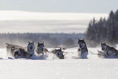 © Fredrik Broman/VisitSweden - Chiens de traîneau - Laponie - Suède Chiens de traîneau - Laponie - Suède