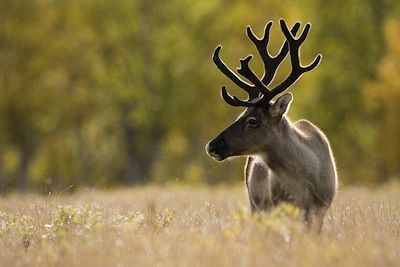 Parc National de Sarek - Laponie - Suède
