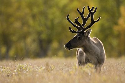 © Peter Cairns / Image Bank Sweden - Parc National de Sarek - Laponie - Suède Parc National de Sarek - Laponie - Suède