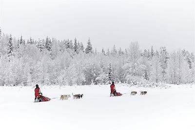 © Alexandre Lamoureux - Traîneau à chiens - Laponie - Suède Traîneau à chiens - Laponie - Suède