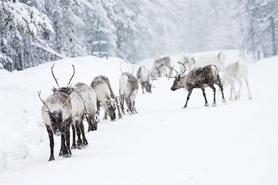 © Jörgen Wiklund/VisitSweden - Rennes - Laponie - Suède Rennes - Laponie - Suède