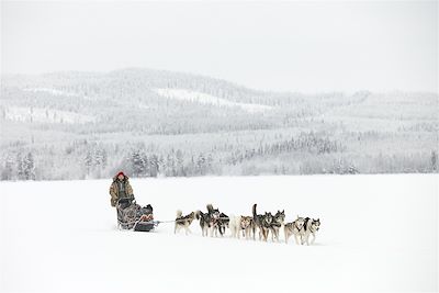 Traîneau à chiens - Suède