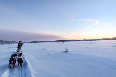 Raid en chien de traîneau - Laponie - Suède