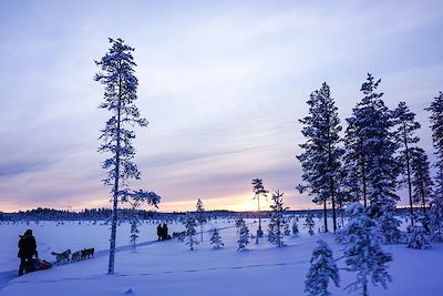 Traîneau à chiens au pays des Sami