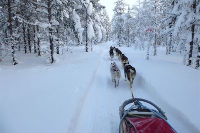 Conduite d'attelage dans la forêt laponne - Suède