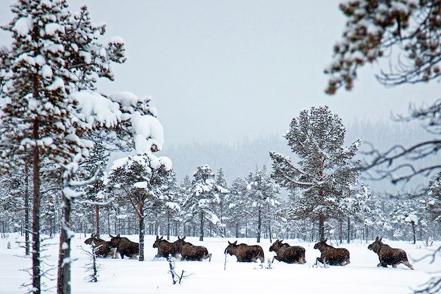 Voyage : L'hivers en famille au pays des Sami Voyage L'hivers en famille au pays des Sami
