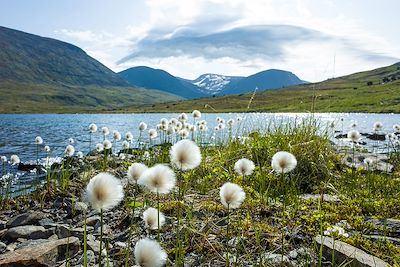 © art_of_line / Adobe Stock - Fleurs de coton arctique - Laponie suédoise - Suède Fleurs de coton arctique - Laponie suédoise - Suède