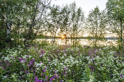 © Asaf Kliger/imagebank.sweden.se - Laponie suédoise en été - Suède Laponie suédoise en été - Suède