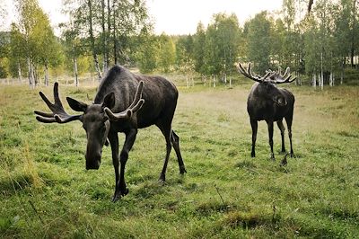 © Sara de Basly/imagebank.sweden.se - Elan - Laponie suédoise - Suède Elan - Laponie suédoise - Suède