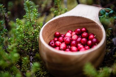© Ted Logart/imagebank.sweden.se - Airelles rouges - Suède Airelles rouges - Suède