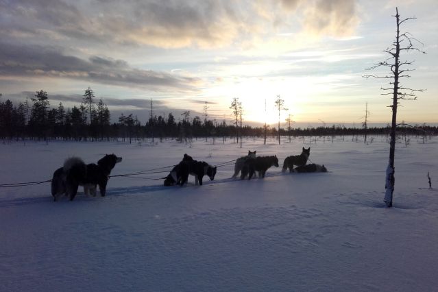 Voyage Dans les forêts de Laponie 1