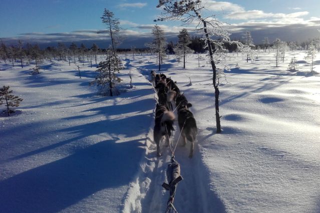 Traîneau à chiens Suède