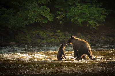 © OT Travel Juneau - Ours - Juneau - Alaska - Etats-Unis Ours - Juneau - Alaska - Etats-Unis