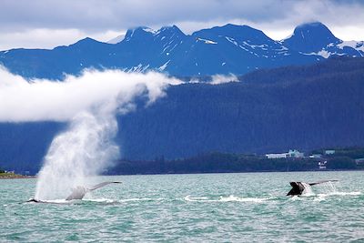 © OT Travel Juneau - Baleine à bosse - Juneau - Alaska - Etats-Unis Baleine à bosse - Juneau - Alaska - Etats-Unis