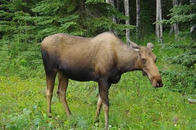 Elan - Yukon - Canada