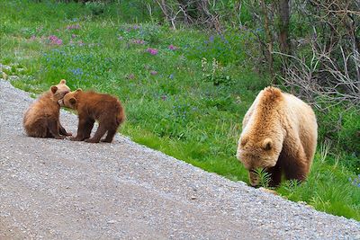 Denali National Park - Etats-Unis