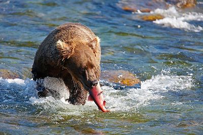 Un ours pêche du saumon au Katmai National Park - Alaska