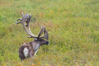 Caribou dans la toundra - Parc national et réserve de Denali - Alaska - Etats-Unis