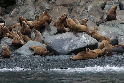 © Didier Forest - Lions de mer - Baie du Prince-William - Golfe d'Alaska - Etats-Unis Lions de mer - Baie du Prince-William - Golfe d'Alaska - Etats-Unis