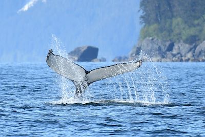 Baleine dans la péninsule de Kenai - Alaska - États-Unis 