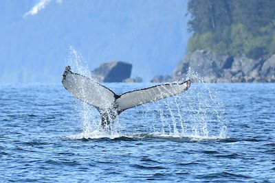 © Sophie Gassiot - Baleine dans la péninsule de Kenai - Alaska - États-Unis Baleine dans la péninsule de Kenai - Alaska - États-Unis