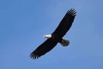 © Sophie Gassiot - Pygargue dans la péninsule de Kenai - Alaska - États-Unis Pygargue dans la péninsule de Kenai - Alaska - États-Unis