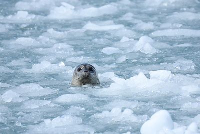 Phoque dans la péninsule de Kenai - Alaska - États-Unis 