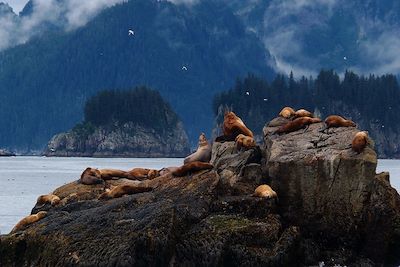 Lions de mer à Seward - Alaska