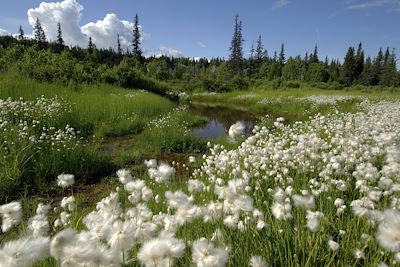© Aramark - Denali National Park - Alaska - Etats-Unis Denali National Park - Alaska - Etats-Unis