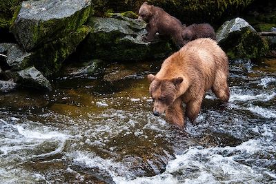 © Mark Kelley / State of Alaska (OT) - Ours bruns - Wrangell - Alaska - Etats-Unis Ours bruns - Wrangell - Alaska - Etats-Unis