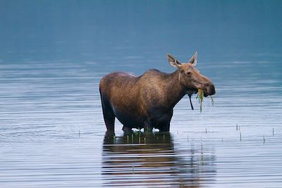 Élan - Lac Wonder - Parc national et réserve de Denali - Alaska - Etats-Unis