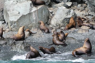 © Didier Forest - Lions de mer - Golfe de l'Alaska - Etats-Unis Lions de mer - Golfe de l'Alaska - Etats-Unis