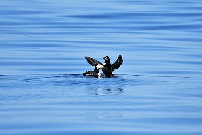 © Sophie Gassiot - Macareux dans la péninsule de Kenai - Alaska - États-Unis Macareux dans la péninsule de Kenai - Alaska - États-Unis