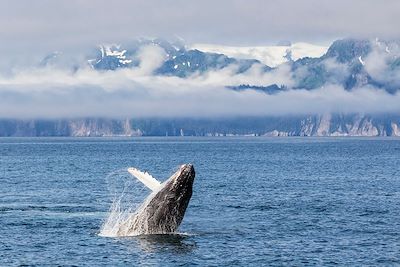 Baleine à bosse - Fjords de Kenai - Alaska - Etats-Unis